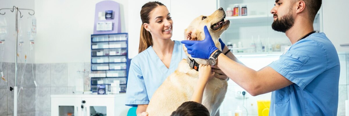 © iStockphoto/Vesnaandjic Veterinarian, nurse, and boy examine a dog in a clinic, showing a caring, professional environment