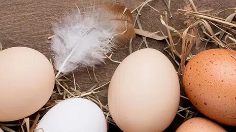 different colored eggs resting on straw with a feather