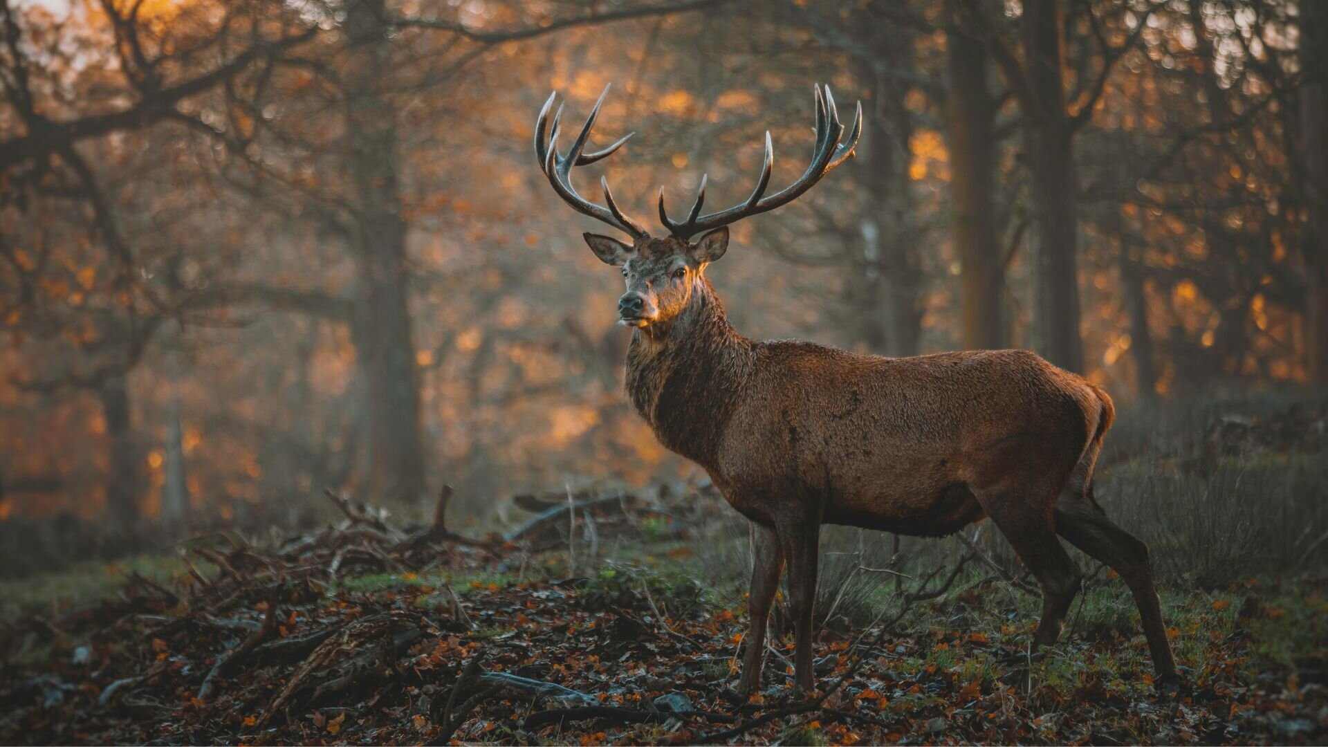a deer in the forest