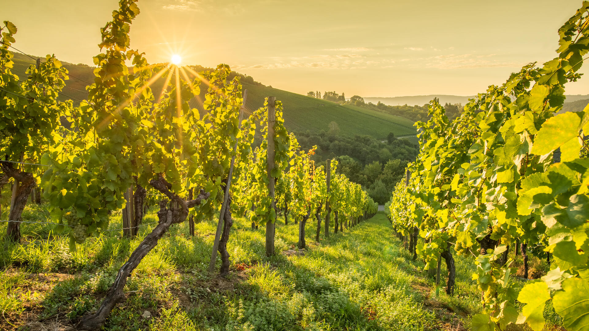 vinice společnosti mold vin