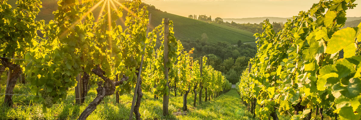 vinice společnosti mold vin