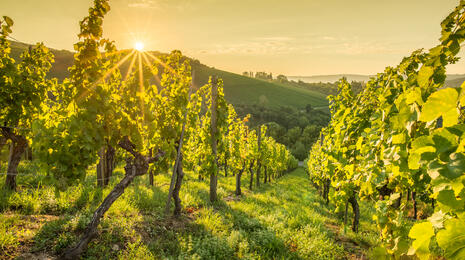 vinice společnosti mold vin