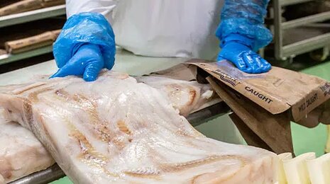 ryba žilina - výroba rybacích produktov