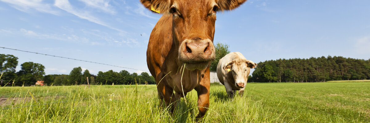 two cows on the pasture