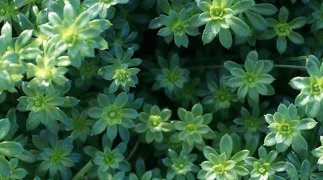 plants-in-dh&p-conservation-design