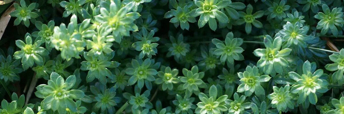 © DHP Conservation rastliny vo význame dhp conservation