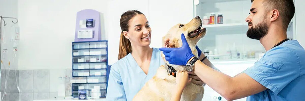 Veterinary practice treats a dog - EDI Services for ARGE Tierarzneimittel