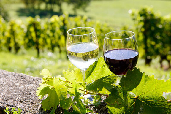 v&iacute;no společnosti mold vin