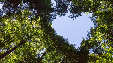 les se srdcem ve v&yacute;znamu dh&p conservation