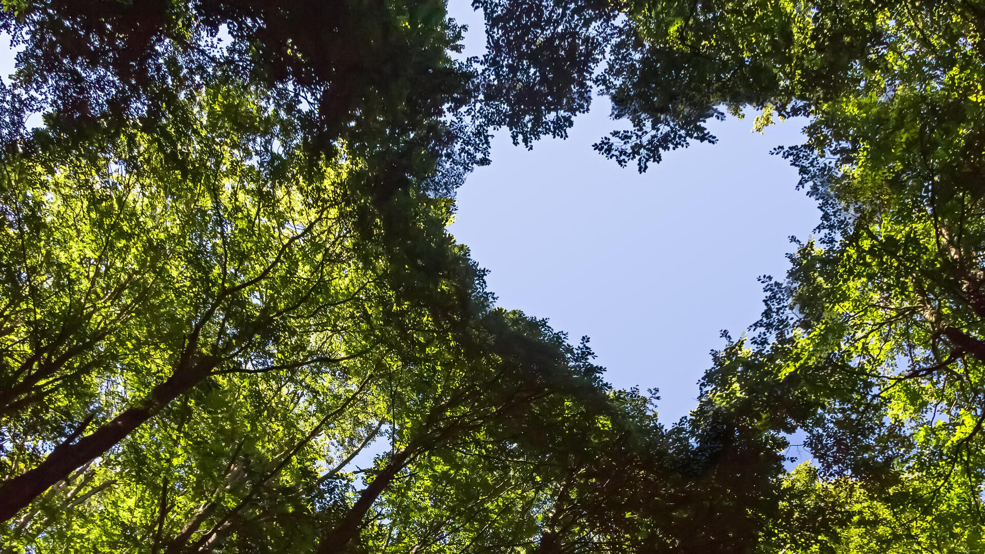 les se srdcem ve v&yacute;znamu dh&p conservation