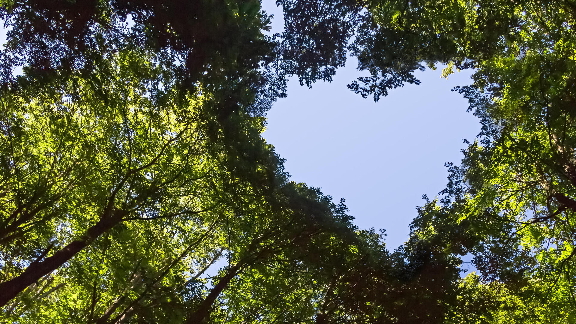 les so srdcom vo v&yacute;zname dh&p conservation