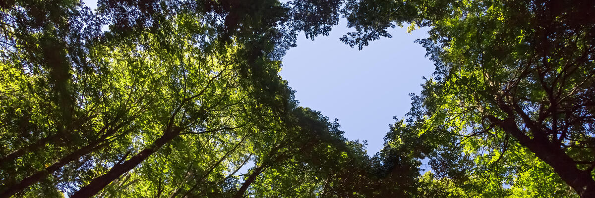 les so srdcom vo v&yacute;zname dh&p conservation