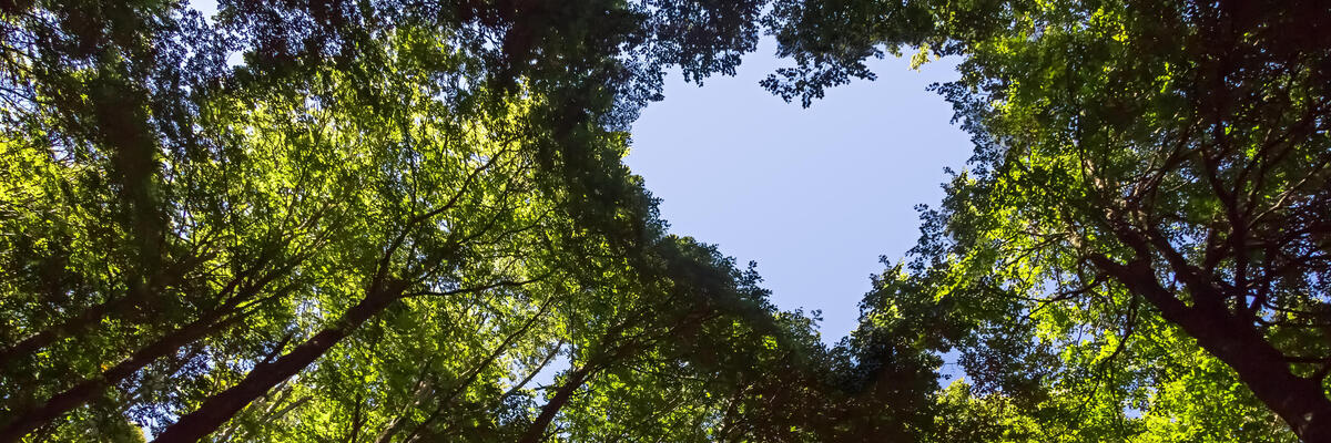 les se srdcem ve v&yacute;znamu dh&p conservation