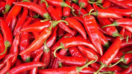 Szegedi Paprika es EDITEL