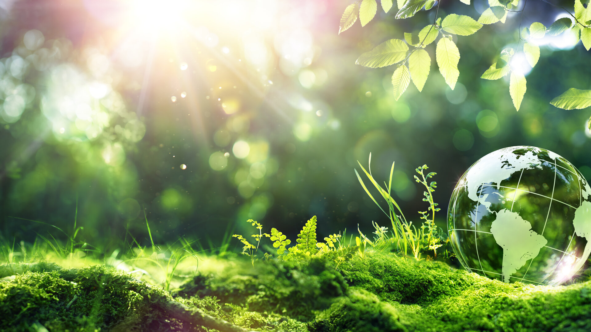 EUDR - Evropské nařízení o odlesňování a EDI komunikace