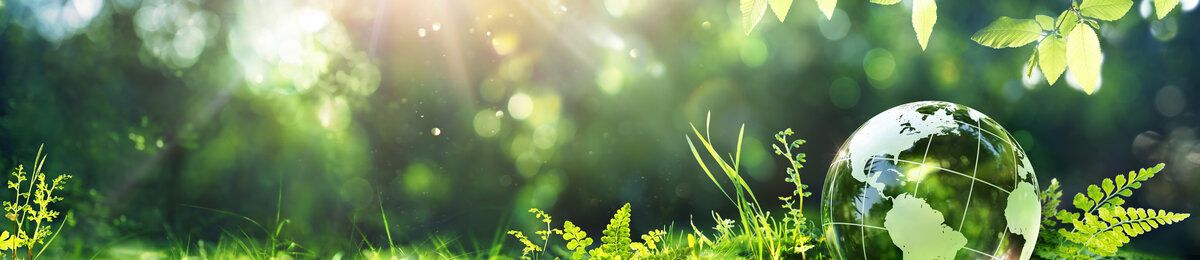 EUDR - Evropsk&eacute; nař&iacute;zen&iacute; o odlesňov&aacute;n&iacute; a EDI komunikace