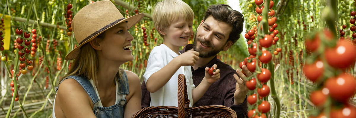 Family harvesting tomatoes