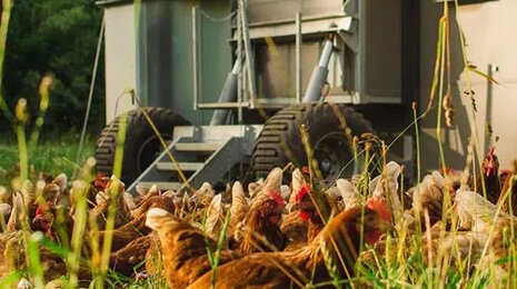 Wenn Hühner wandern und Datenaustausch über einer integrierten EDI-Schnittstelle läuft. 