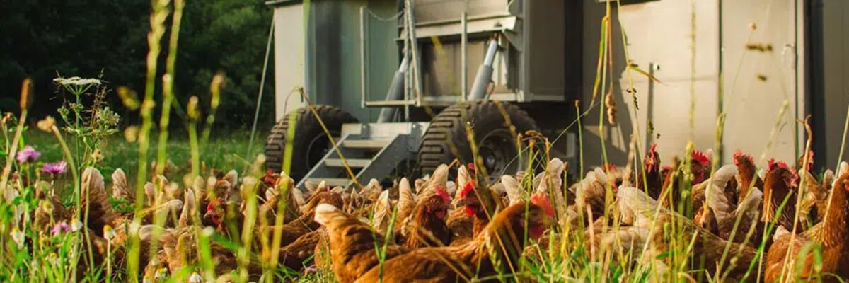 When chickens roam and move and data exchange runs via an integrated EDI interface 