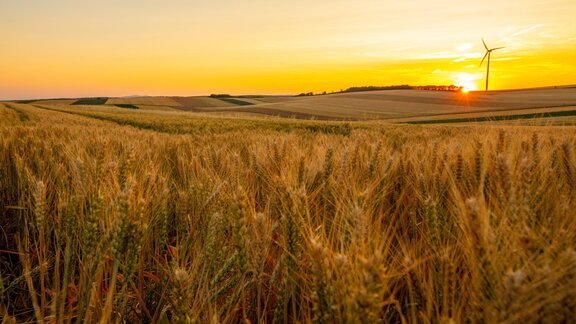 © iStockphoto/SimonSkafar Wind turbines and wheat field at sunset.