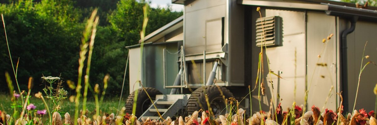 Wenn Hühner wandern und Datenaustausch über einer integrierten EDI-Schnittstelle läuft. 