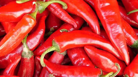 Close-up of fresh red chili peppers piled together.
